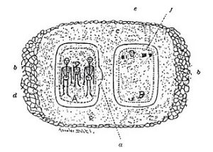 davenport tablets