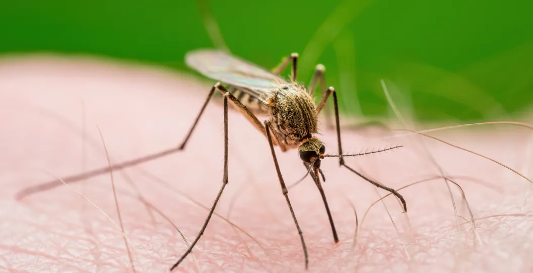 massachusetts lockdown mosquitoes