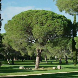 Viasat mesilla park