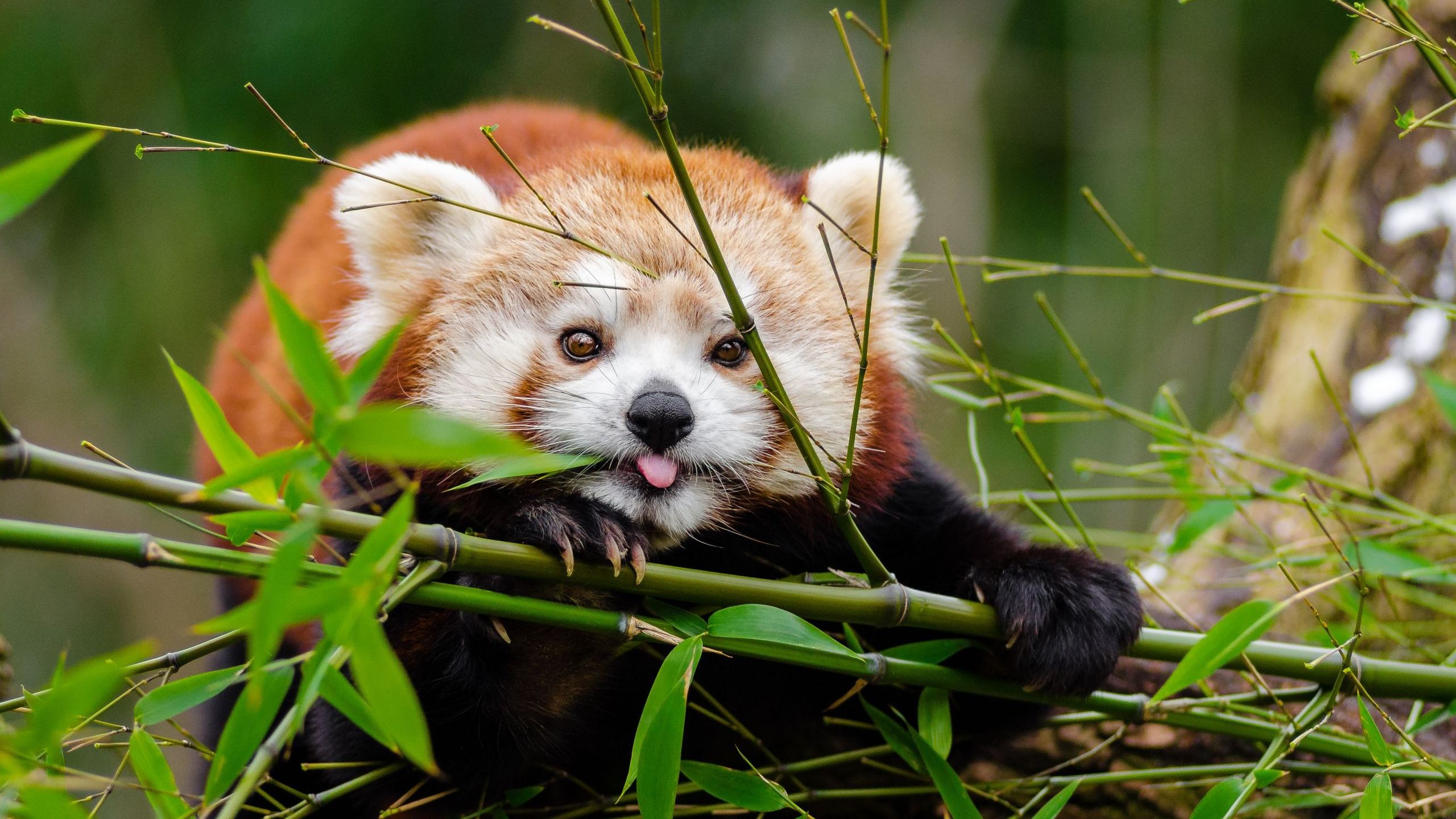 what role do red pandas play in the ecosystem