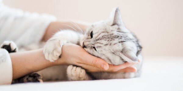 منتجات متجر petzoy للحيوانات الأليفة